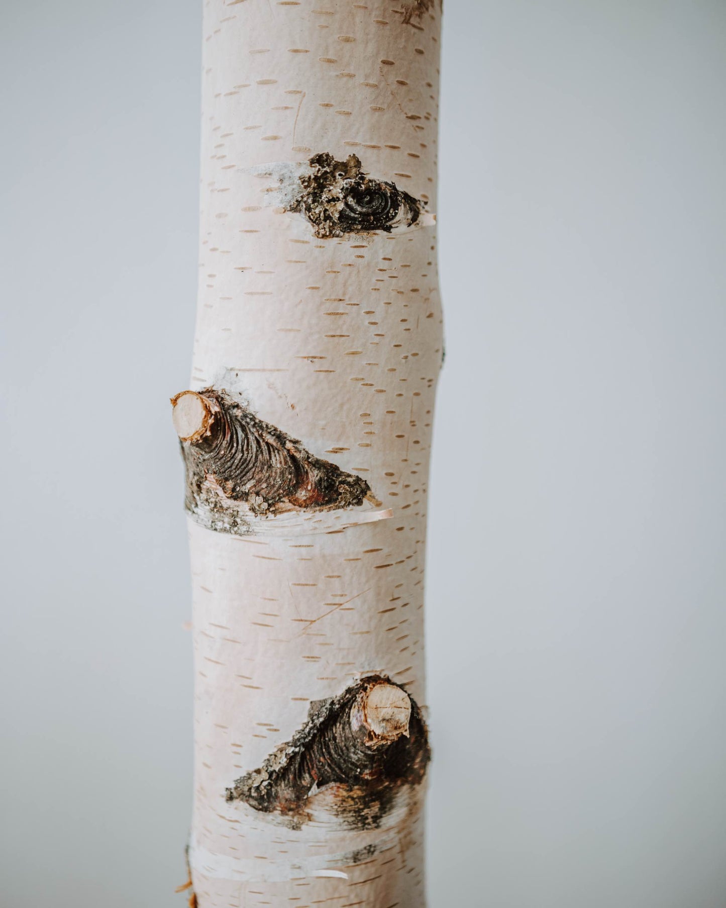 Birkenstamm gereinigt - bis 50 cm