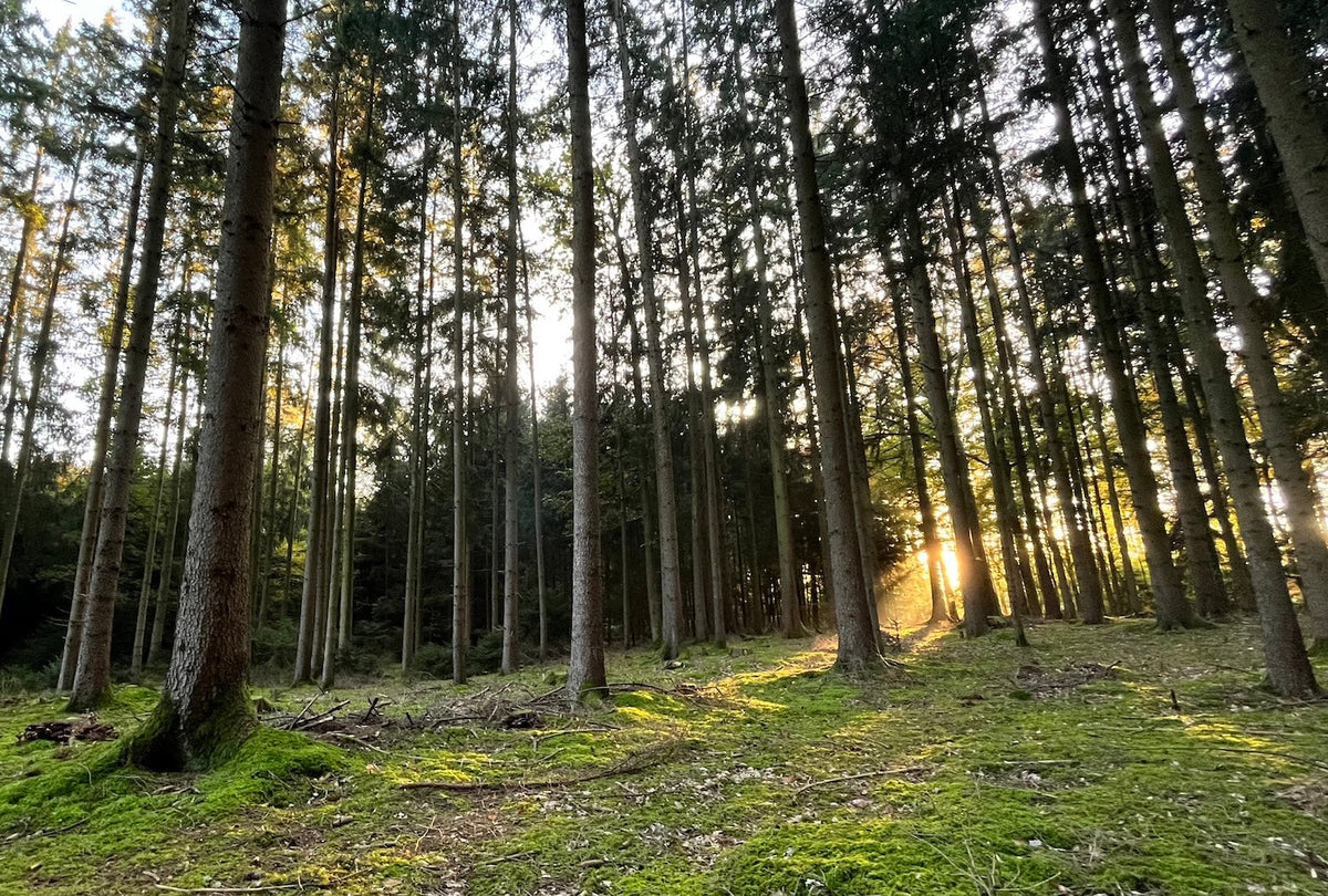 Warum der Wald uns entschleunigt – und was ein Birkenstamm damit zu tun hat