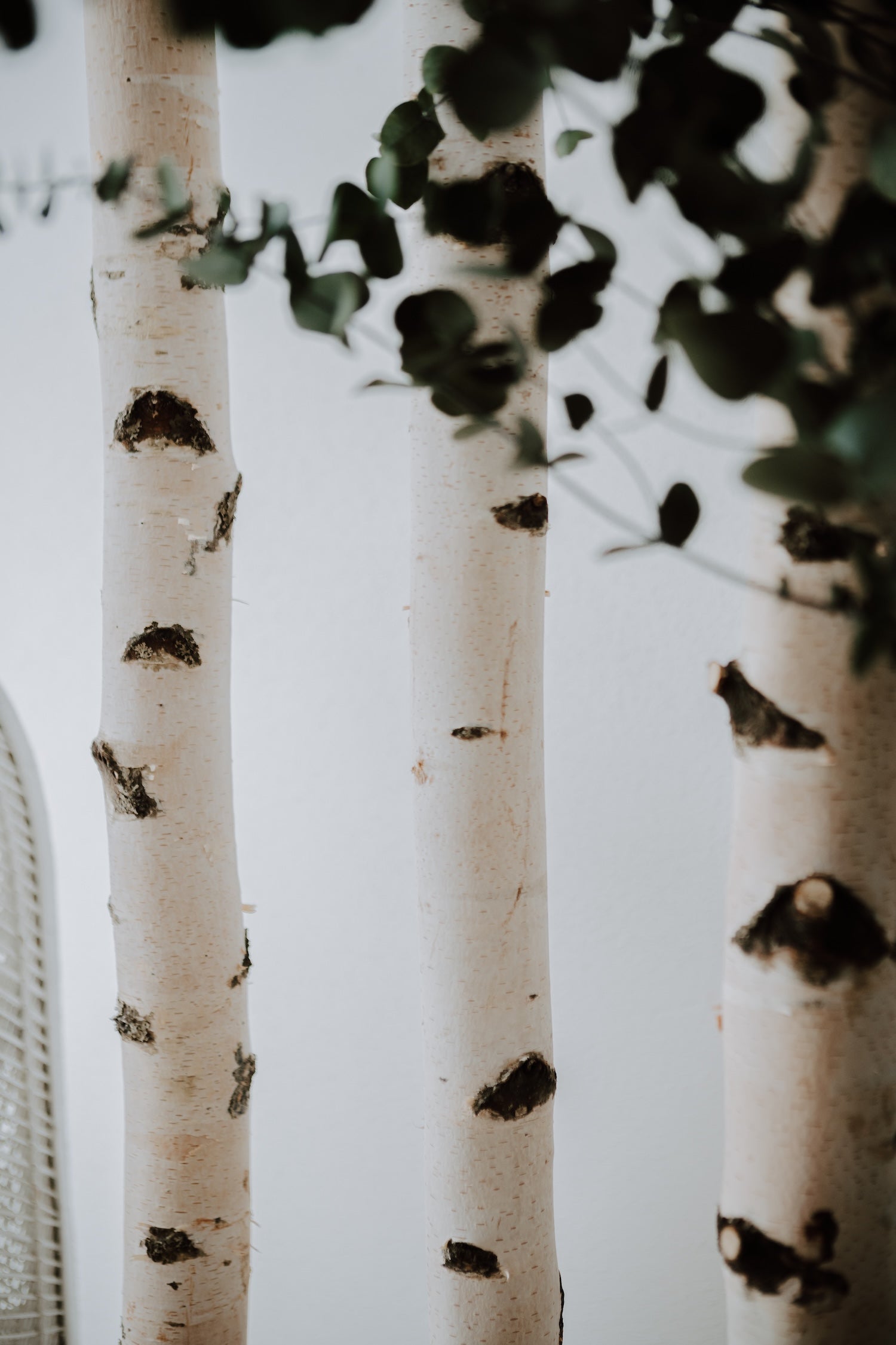 Birkenstamm gereinigt