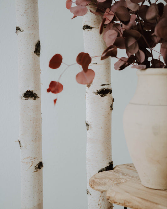 Birkenstamm als Dekorationsartikel Raumtrenner bis 3 Meter Höhe möglich. Im Vordergrund ist eine Pflanze in einer Vase mit roten Blättern zu sehen.