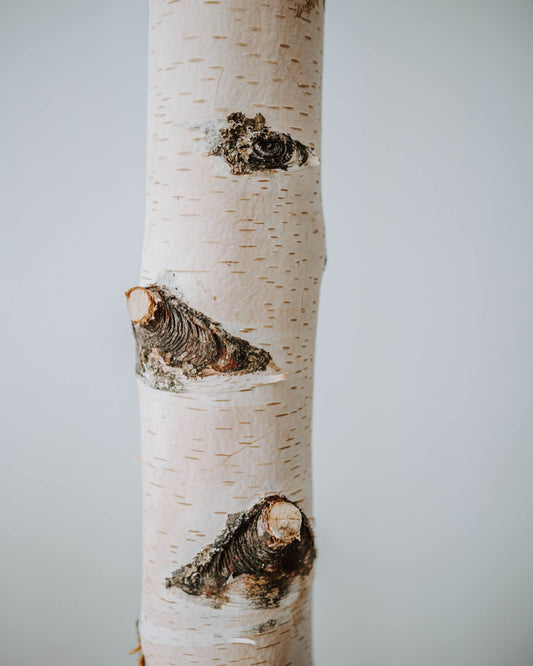 Birkenstamm gereinigt - bis 50 cm